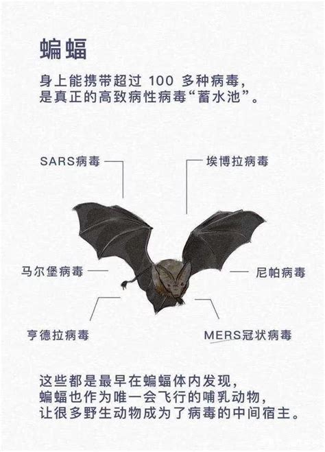 為什麼會有蝙蝠